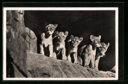 AK Stellingen-Hamburg, Hagenbeck`s Tierpark, Löwinnen  - Tigers