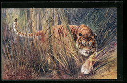 AK Tigerin Schleicht Durch Hohes Gras  - Tigers