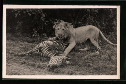 Foto-AK Löwin Mit Gerissenem Zebra  - Tigers