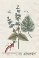 Horminum Hortense Sclarea - Scharlach Kraut -  Drachenmaul Dragonmouth / Pflanze Plant / Botanik Botanical Bot - Prenten & Gravure