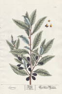 Laurus - Lorbeer-Baum -  Bay Laurel Lorbeere Bay Tree Gewürzlorbeer / Gewürze Spices / Pflanze Plant / Botan - Stiche & Gravuren