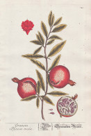 Granata Punica Mala - Granaten-Baum - Granatapfel Punica Granatum Pomegranate / Frucht Fruit Obst / Pflanze Pl - Estampes & Gravures