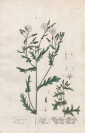 Erigeron Senecio - Grimm-Kraut Kreuz-Wurz - Kreuzwurz Berufkräuter Berufkraut Benediktenkraut Greiskraut / Pf - Estampes & Gravures