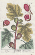 Ficus - Feigenbaum -  Feige Fig Ficus Carica / Obst Fruit / Pflanze Plant / Botanik Botanical Botany / Kräute - Estampes & Gravures