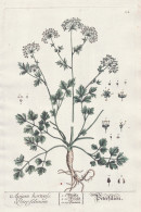 Apium Hortense Petrofelinum - Petersilien -  Sellerie Celery Petersilie Parsley / Herbs Kräuter / Pflanze Pla - Estampes & Gravures