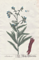 Anchusa - Rothe Ochsenzunge -  Ochsenzunge Bugloss Alkanet / Pflanze Plant / Botanik Botanical Botany / Flower - Estampes & Gravures