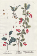 Berberis Oxyacantha - Weinnägelein - Berberitze Berberis Vulgaris Sauerdorn Barberry Essigbeere / Pflanze Pla - Estampes & Gravures