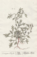 Coronopus Ruellii - Scheins-Drek -  Lepidium Coronopus Swine Cress Krähenfuß Warzen-Krähenfuß / Pflanze Pl - Estampes & Gravures