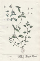 Alsine - Hühne-Salbe - Bach-Sternmiere Stellaria Alsine Stitchwort / Pflanze Plant / Botanik Botanical Botany - Estampes & Gravures