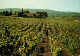 39* ARBOIS « domaine Du Sorbief»  HENRI MAIRE (CPM 10x15cm)           RL17,0826 - Arbois