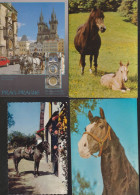 Chevaux : Lot De 50 Cartes Postales - 5 - 99 Postales