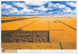 Postal Stationery China 2002 Farmland - Corn - Grain - Agricoltura
