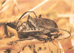 Animaux - Insectes - Ceroplesis Mititaris - Beetles Kewers - CPM - Carte Neuve - Voir Scans Recto-Verso - Insectes