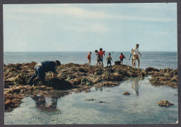 128442/ NORMANDIE, Cotentin, Ramassage Des Lichens Et Pêche à Marée Basse - Other & Unclassified