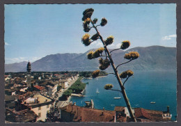 122597/ ASCONA, Panorama Con Agave In Fiore - Ascona