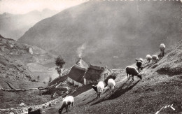 65-TERROIR PYRENEEN PATURAGE EN HAUTE MONTAGNE-N°T1204-C/0053 - Sonstige & Ohne Zuordnung