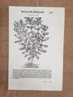 Phillo E Spetie Di Testicolo Discorsi Mattioli Matthioli 1568 Botanica Ristampa - Other & Unclassified