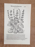 Hormino E H Salvatico Discorsi Di Mattioli Matthioli Del 1568 Botanica Ristampa - Other & Unclassified