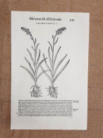 Palma Christi E P C Minore Discorsi Di Mattioli Matthioli 1568 Botanica Ristampa - Sonstige & Ohne Zuordnung
