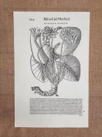 Nimphea Bianca Discorsi Di P.A. Mattioli O Matthioli Del 1568 Botanica Ristampa - Andere & Zonder Classificatie