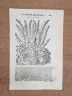 Aspleno Discorsi Di P.A. Mattioli O Matthioli Del 1568 Botanica Ristampa - Sonstige & Ohne Zuordnung