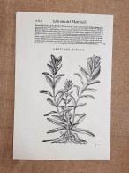Gentiana Minima E Minore Discorsi Di Mattioli O Matthioli 1568 Botanica Ristampa - Sonstige & Ohne Zuordnung