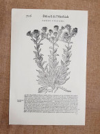 Cardo Vvlgare E C Senza Spine Discorsi Mattioli Matthioli 1568 Botanica Ristampa - Sonstige & Ohne Zuordnung