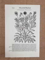 Centavrea Maggiore Discorsi Di Mattioli O Matthioli Del 1568 Botanica Ristampa - Andere & Zonder Classificatie