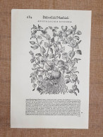 Aristolochia Ritonda Discorsi Di P. Mattioli O Matthioli 1568 Botanica Ristampa - Other & Unclassified