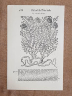 Glicirrhiza Discorsi Di P.A. Mattioli O Matthioli Del 1568 Botanica Ristampa - Other & Unclassified