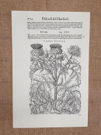 Cardo Spinoso Discorsi Di P.A. Mattioli O Matthioli Del 1568 Botanica Ristampa - Andere & Zonder Classificatie