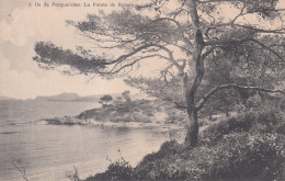 PORQUEROLLES(ARBRE- - Porquerolles