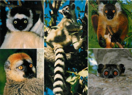 Madagascar - Pays Des Lémures - Multivues - Lémuriens - CPM - Carte Neuve - Voir Scans Recto-Verso - Madagaskar