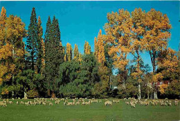 Nouvelle Zélande - Pastoral Scene - Moutons - CPM - Voir Scans Recto-Verso - Nuova Zelanda