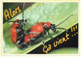 Animaux - Insectes - Carte à Message - Humoristique - CPM - Carte Neuve - Voir Scans Recto-Verso - Insectes