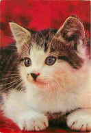 Animaux - Chats - Chatons - Portrait - CPM - Voir Scans Recto-Verso - Chats