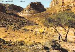 ISRAEL SINAI LANDSCAPE - Israel