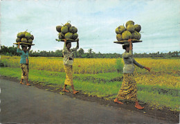 BALI MENJUNJUNG KELAPA - Thaïland