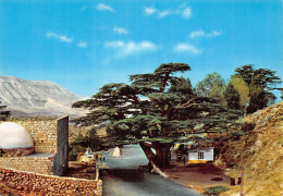 LIBAN LEBANON LES CEDRES - Líbano