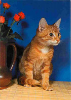 Animaux - Chats - Chatons - Portrait - Chat Roux Et Blanc - Flamme Postale De Paris 10 - CPM - Voir Scans Recto-Verso - Chats