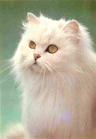 Animaux - Chats - Chatons - Chat Blanc - CPM - Voir Scans Recto-Verso - Chats