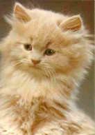Animaux - Chats - Chatons - Chat Blanc - CPM - Voir Scans Recto-Verso - Chats
