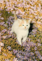 Animaux - Chats - Chatons - En Ballade Dans La Nature - Fleurs - Voir Timbre  - CPM - Voir Scans Recto-Verso - Chats