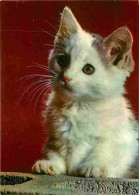 Animaux - Chats - Chatons - Portrait - Chat Blanc - CPM - Voir Scans Recto-Verso - Chats