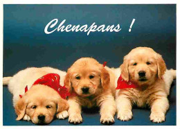 Animaux - Chiens - Chiots - CPM - Voir Scans Recto-Verso - Chiens