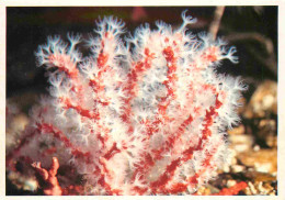 Animaux - Poissons - Aquarium De La Rochelle - 2 - Corallium Rubrum - Méditerranée - CPM - Voir Scans Recto-Verso - Fische Und Schaltiere