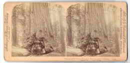 Stereo-Fotografie Strohmeyer & Wyman, New York, Ansicht Wawona / CA, Drive Through Mariposa Grove  - Stereoscopio