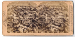 Stereo-Fotografie J. F. Jarvis, Washington, Ansicht Chicago, In The Great Union Stock Yards  - Stereoscopio