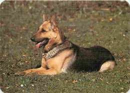 Animaux - Chiens - Berger Allemand - CPM - Voir Scans Recto-Verso - Chiens