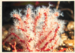 Animaux - Poissons - Aquarium De La Rochelle - 2 - Corallium Rubrum - Méditerranée - CPM - Voir Scans Recto-Verso - Fische Und Schaltiere